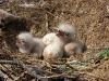 There’re already downy chicks in the Long-legged Buzzard’s nest