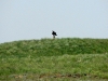 On the watch (the Steppe Eagle)