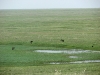 Steppe Eagles gathered at the freshwater steppe reservoir