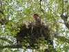 Checking a nest of the Long-legged Buzzard (M.N. Gavrilyuk)