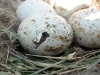In this Long-legged Buzzard’s nest a chick has broken the egg-shell 
