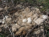 A clutch of the Steppe Eagle