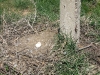 A ground nest of the Long-legged Buzzard