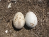 A clutch of the Long-legged Buzzard (one egg is cracked)