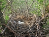 A nest of the Long-legged Buzzard in Astrakhan Region