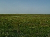 The steppe in spring blossom