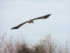 A Steppe Eagle flying off the nest