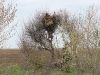 Inspecting a nest of the Steppe Eagle