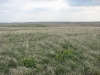 Steppes in the south of Samara region