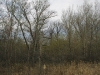 A nest of the White-tailed Eagle in the Ural floodplain