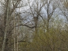 The same nest of the White-tailed Eagle, zoomed