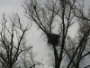 The nest of the third pair of the White-tailed Eagles