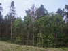 The same nest after the felling provided nearby (June 2009)