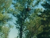 A nest on the poplar (Kaniv Reserve, May 2002).