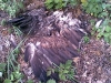 Remains of the chick died after felling from the nest (vicinity of Lozivok Village in Cherkasy region, June 2008).
