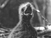 A chick in the second downy plumage (vicinity of Trakhtemirov Village in Cherkasy region, April 1994).