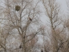 White-tailed Eagles on a tree