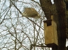 Inspection of owl houses: this one is occupied!