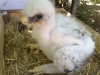 A chick of Imperial Eagle for selling