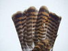 A tail of Buzzard male