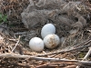 First nest and the clutch