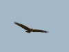 The Long-legged Buzzard in flight