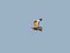 The Long-legged Buzzard in flight