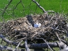 A nest of Long-legged Buzzard with a clutch