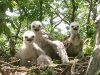A nest of Long-legged Buzzard with chicks