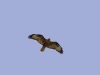 A flying Long-legged Buzzard