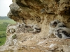 Nesting shelf of the Saker with chicks