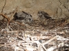 Viewing the nesting niche (old nest of the Raven, chicks are 30-35 days old)