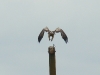 Subadult Imperial Eagle is flying off