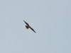 Adult male of the Saker Falcon