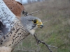 Adult male of Kestrel is sitting for the photo
