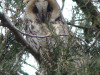 Male of the Long-eared Owl