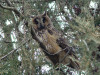 Long-eared Owl at the day’s roost 