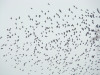 Flock of Ringdoves