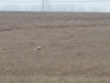Long-legged Buzzard with the captured Orsini's viper