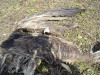Remains of the young Imperial Eagle died on a pole of power line 