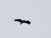 Adult White-tailed Eagle