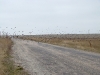 Flock of Starlings is crossing the road