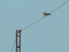 Adult male of the Saker Falcon sitting on wires