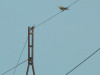 Adult male of the Saker Falcon sitting on wires