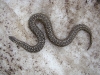 Orsini's viper in snow