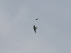 A Common Kestrel attacks the Saker Falcon