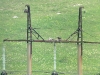 An Imperial Eagle’s nest on the power line pole
