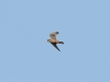 A flying male of the Red-footed Falcon