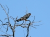 The Red-footed Falcon – handsome, isn’t it?