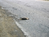 Peregrine fledgling died on the road